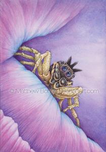 Male Dark Phase Dimorphic Jumping Spider (7x10 in Transparent Watercolor on WN 140Lb HP Paper)