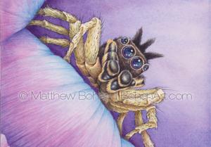 Male Dark Phase Dimorphic Jumping Spider (4.5 x 3 in ch detail from 7x10 in Watercolor)