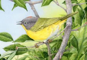 Nashville Warbler (Detail from Transparent Watercolor on Arches 140lb HP paper)