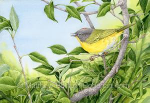 Nashville Warbler (Transparent Watercolor on Arches 140lb HP paper)