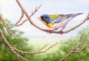 Northern Parula Warbler (7x10 Inch Transparent Watercolor on Arches 140lb HP Paper)