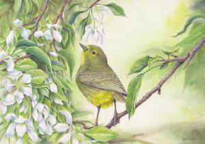 Orange-crowned Warbler (10x7 inch Transparent Watercolor)