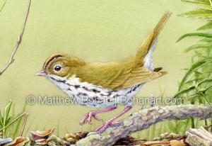 Ovenbird (Detail from 7x10 inch Transparent Watercolor on Arches 140lb HP Paper)