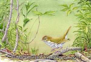 Ovenbird (7x10 inch Transparent Watercolor on Arches 140lb HP Paper)