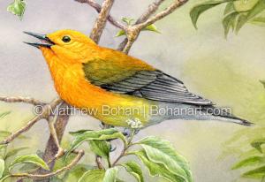 Prothonotary Warbler on Buttonbush (detail from 7x10 inch Transparent Watercolor on Arches 140lb HP Paper)