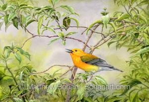 Prothonotary Warbler on Buttonbush (7x10 inch Transparent Watercolor on Arches 140lb HP Paper)