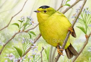 WIlson's Warbler on Cherry (detail from 7x10 inch Transparent Watercolor on Arches 140 lb HP Paper)