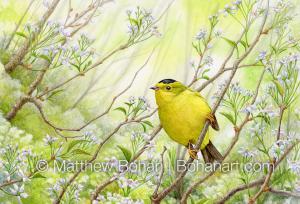 WIlson's Warbler on Cherry (7x10 inch Transparent Watercolor on Arches 140 lb HP Paper)