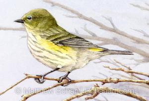 Female Yellow-rumped Warbler (detail from 10 x 7 inch transparent Watercolor on Arches 140lb HP Paper)