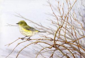 Female Yellow-rumped Warbler (10 x 7 inch transparent Watercolor on Arches 140lb HP Paper)