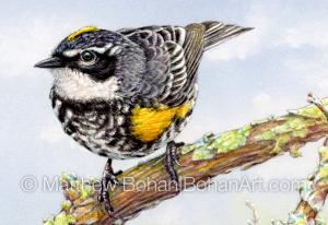 Yellow-rumped Warbler (Detail from 7x10 inch Transparent Watercolor on Arches 140lb HP Paper)