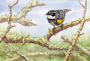 Yellow-rumped Warbler (7x10 inch Transparent Watercolor on Arches 140lb HP Paper)