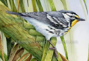 Yellow-throated Warbler on Palm (detail from 7x10 inch Transparent Watercolor on Arches 140lb HP Paper)