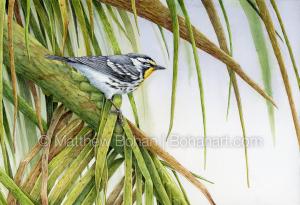 Yellow-throated Warbler on Palm (7x10 inch Transparent Watercolor on Arches 140lb HP Paper)