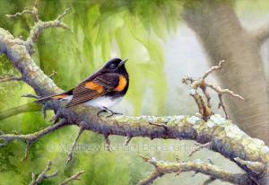 American Redstart (7x10 inch Transparent Watercolor on Arches 140lb HP Paper)