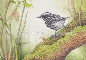 Black and WHite Warbler (10x7 inch transparent watercolor on Arches 140lb HP paper)