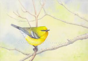 Blue-winged Warbler (7x10 inch Transparent Watercolor on Arches 140lb HP Paper)