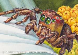 Immature Jumping Spider on Daisy (3 x 2.5 inch detail) 8 x 10 inch Transparent Watercolor