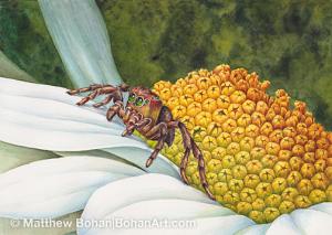 Immature Jumping Spider on Daisy 8x10 inch Transparent Watercolor