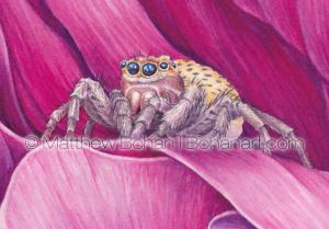 Jumping Spider on Peony (detail from 7x10 inch transparent Watercolor on Arches 140lb HP paper)