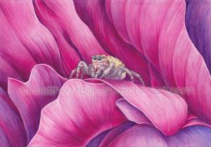 Jumping Spider on Peony (7x10 inch transparent Watercolor on Arches 140lb HP paper)