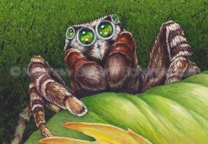 Reckless Jumping Spider (detail from 7x10 inch Transparent Watercolor on Arches 140lb HP paper)