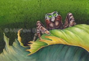 Reckless Jumping Spider (7x10 inch Transparent Watercolor on Arches 140lb HP paper)