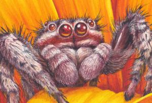 Tan Jumping Spider (Platycryptus undatus-Detail from 10x7 inch Transparent Watercolor on Arches 140lb HP Paper)