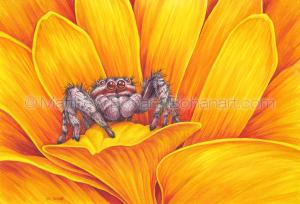 Tan Jumping Spider (Platycryptus undatus-10x7 inch Transparent Watercolor on Arches 140lb HP Paper)