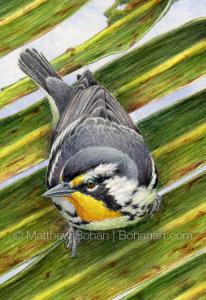 Yellow-throated Warbler on Palm #2 (detail from 7×10 inch Transparent Watercolor on Arches 140lb HP Paper)