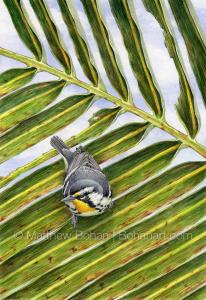 Yellow-throated Warbler on Palm #2 (7×10 inch Transparent Watercolor on Arches 140lb HP Paper)