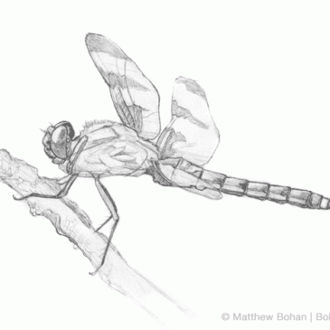 Twelve-spotted Skimmer Pencil Sketch – Bohan Art