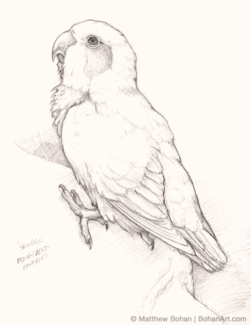 Birds - pencil drawings :: Behance