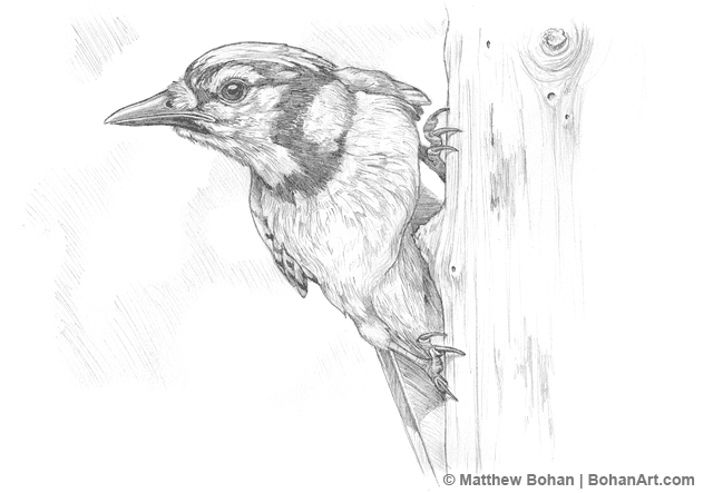 Blue Jay On Stump Pencil Sketch Bohan Art