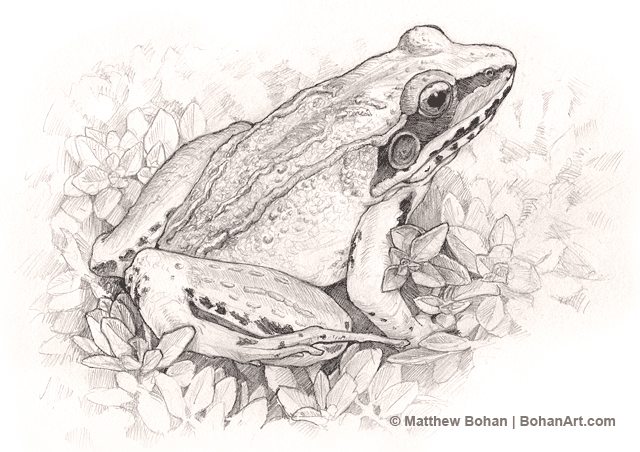 Stock Art Drawing of a Pig Frog