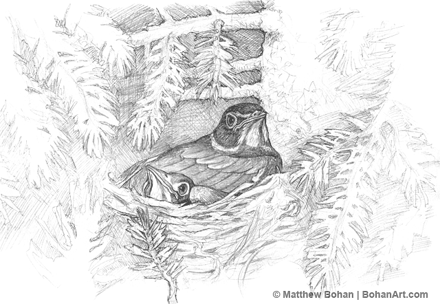 Bird Nest Watercolor Clipart PNG (3116189)