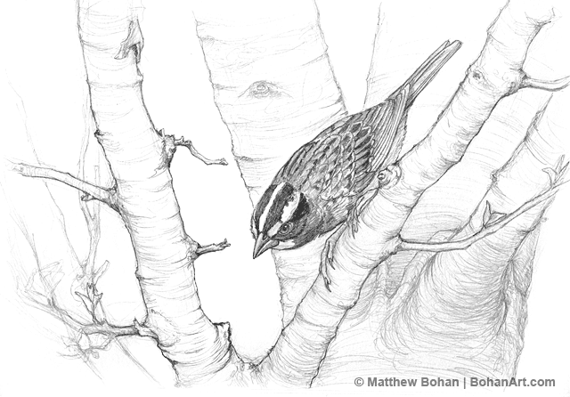 White-throated Sparrow Pencil Sketch