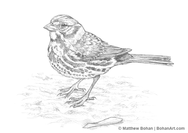 Fox Sparrow Pencil Sketch