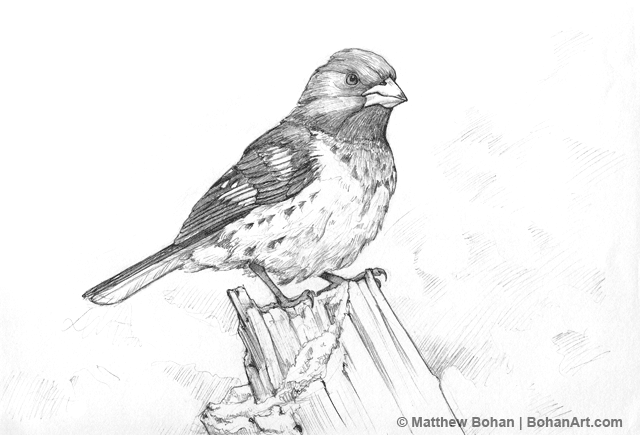 Red-breasted Grosbeak Pencil Sketch