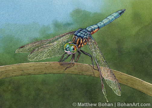 Male Blue Dasher Dragonfly 5 x 7