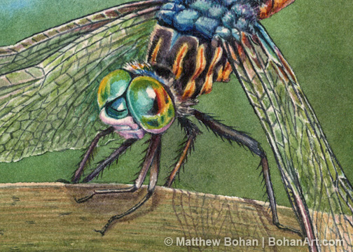 Male Blue Dasher Dragonfly Detail 2 x 3 inches