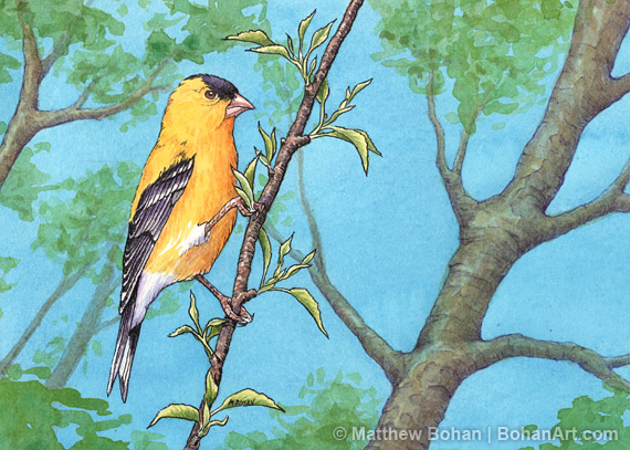 American Goldfinch Transparent Watercolor and Ink