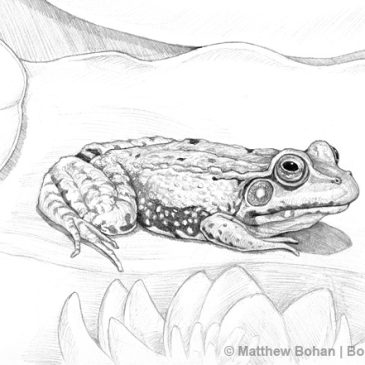 Wood Frog Pencil Sketch – Bohan Art