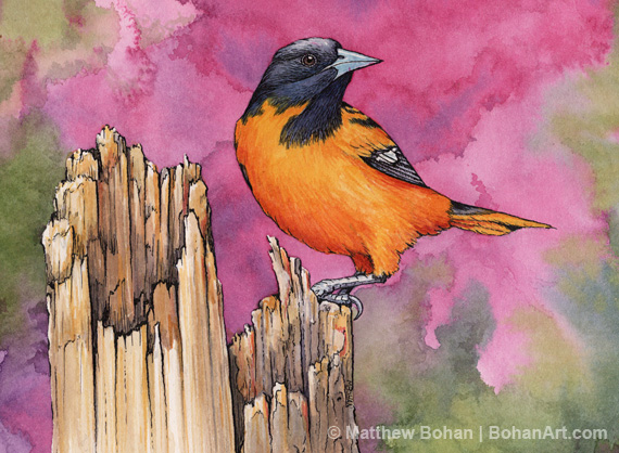 Baltimore Oriole and Redbud Transparent Watercolor & Ink Step-by-Step