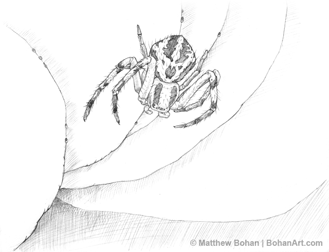 Crab Spider Pencil Sketch