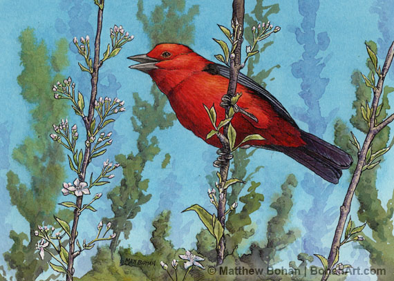 Scarlet Tanager & Cherry Blossoms Transparent Watercolor and Ink