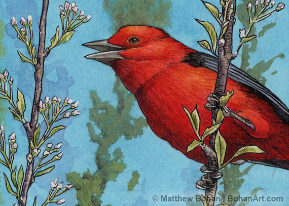 Scarlet Tanager & Cherry Blossoms (Detail)