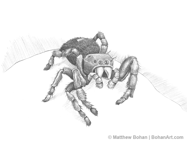 Drawing of Barking Splider / Splinterlands Art Contest 274 — Hive