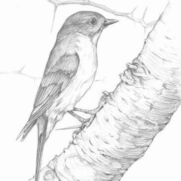 Female Eastern Bluebird Pencil Sketch P16 – Bohan Art