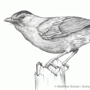 Catbird Pencil Sketch – Bohan Art